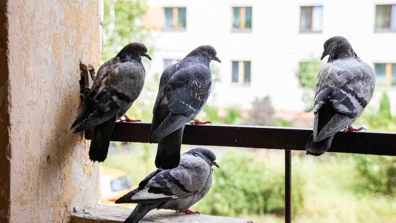 Come allontanare i piccioni dal balcone