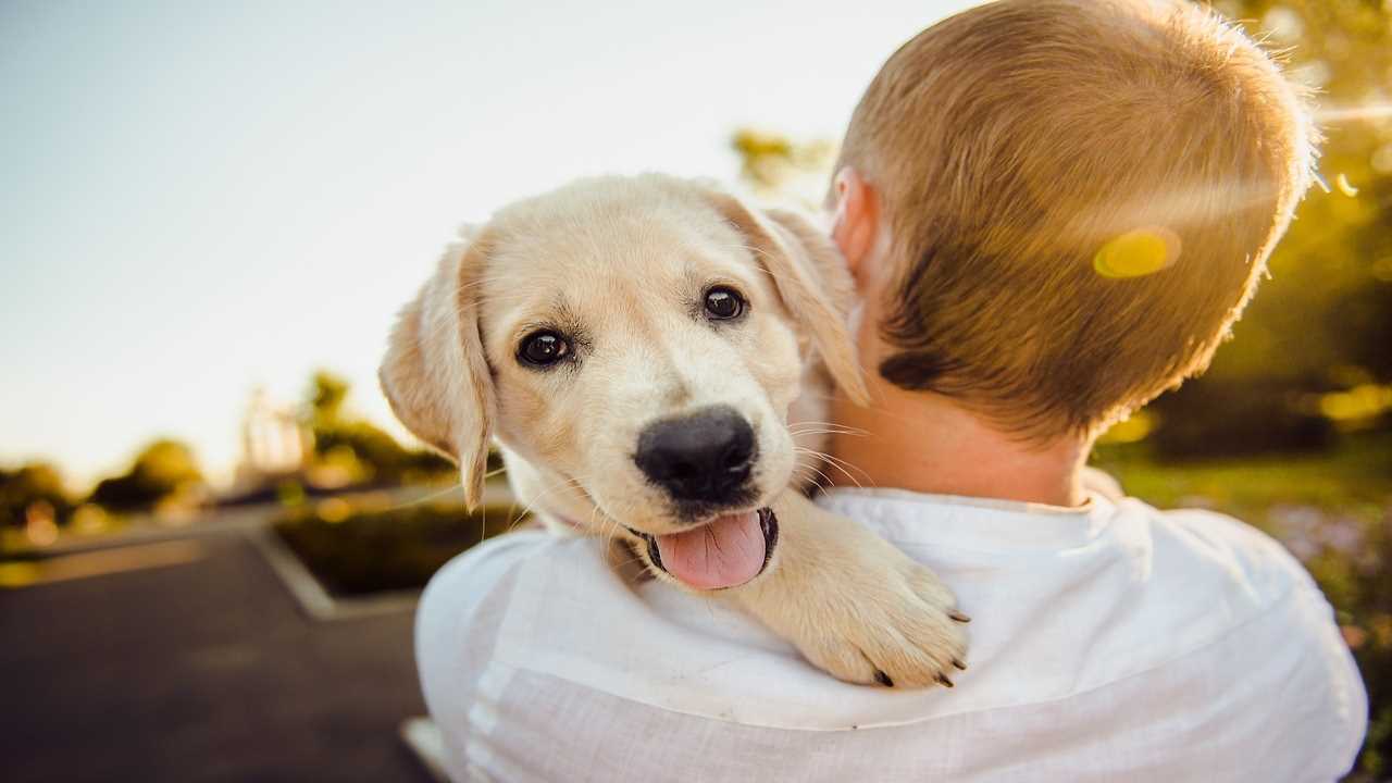 Hai intenzione di farti un cucciolo, analizza questi punti prima di prendere una decisione