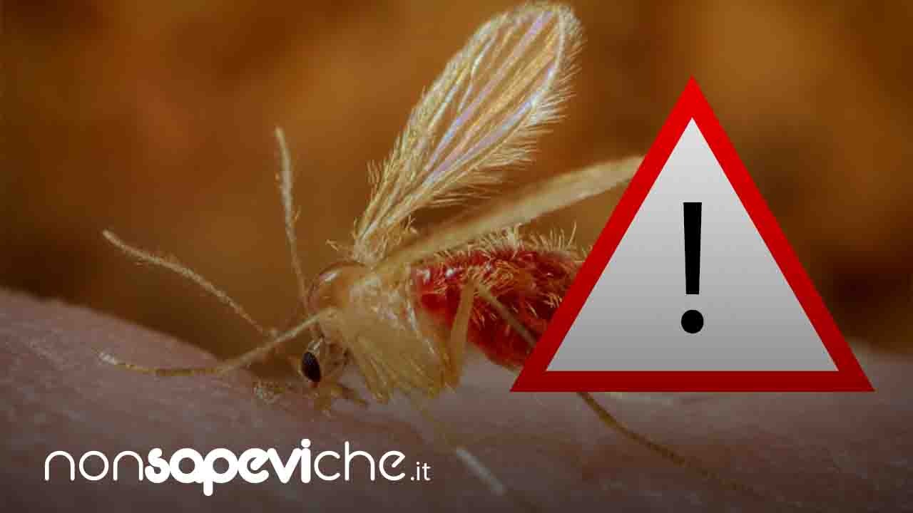 pappataci pericolosi, perche dovete stargli alla larga 26102022 nonsapeviche