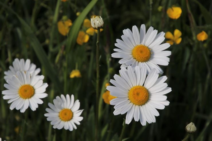 Camomilla per dormire? Non commettere mai questo errore, cambia tutto