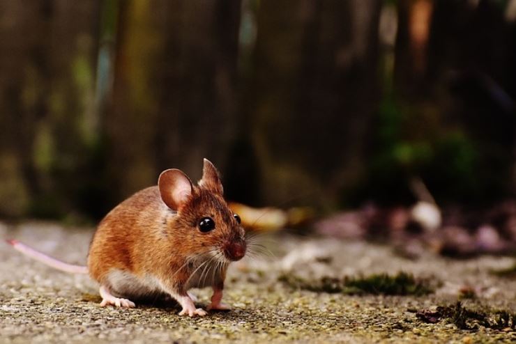 Topi in casa o nel giardino quali sono le trappole che funzionano