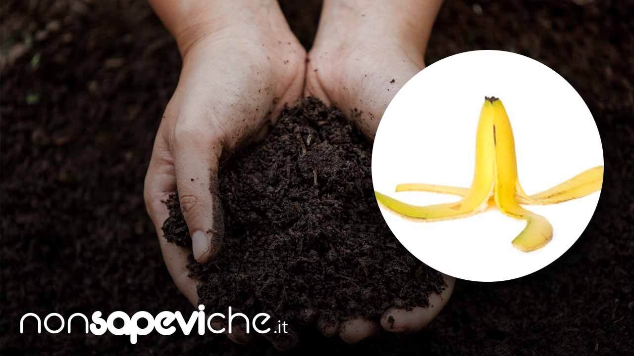 Bucce di banana come fertilizzante - NonSapeviChe