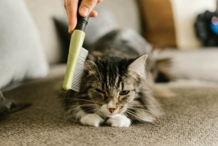 Spazzola Massaggio Animali Spazzola Per Gatti WJUAN Rosa - Con Pulsante Sgancio E Forbicine Per Unghie Forbicine Unghie Gatto