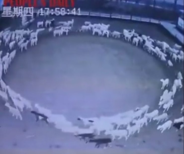Pecore impazzite, marciano in un cerchio per 12 giorni. FOTO