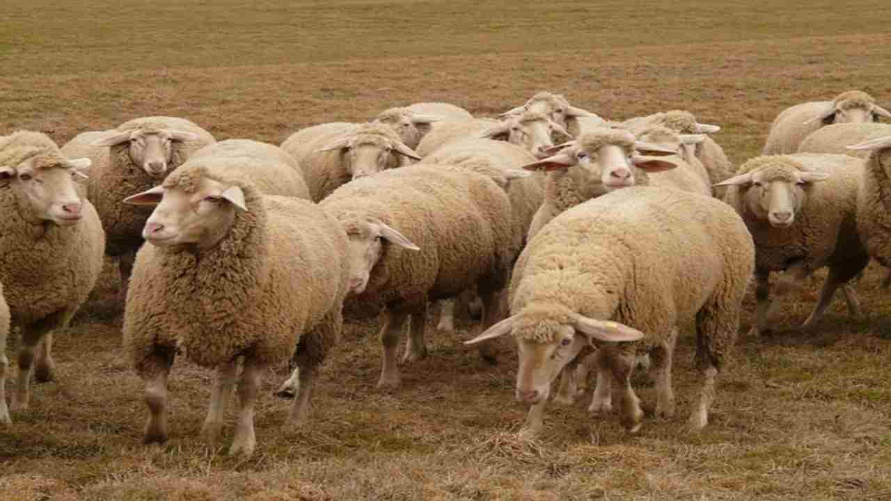 Pecore impazzite, marciano in un cerchio per 12 giorni. FOTO