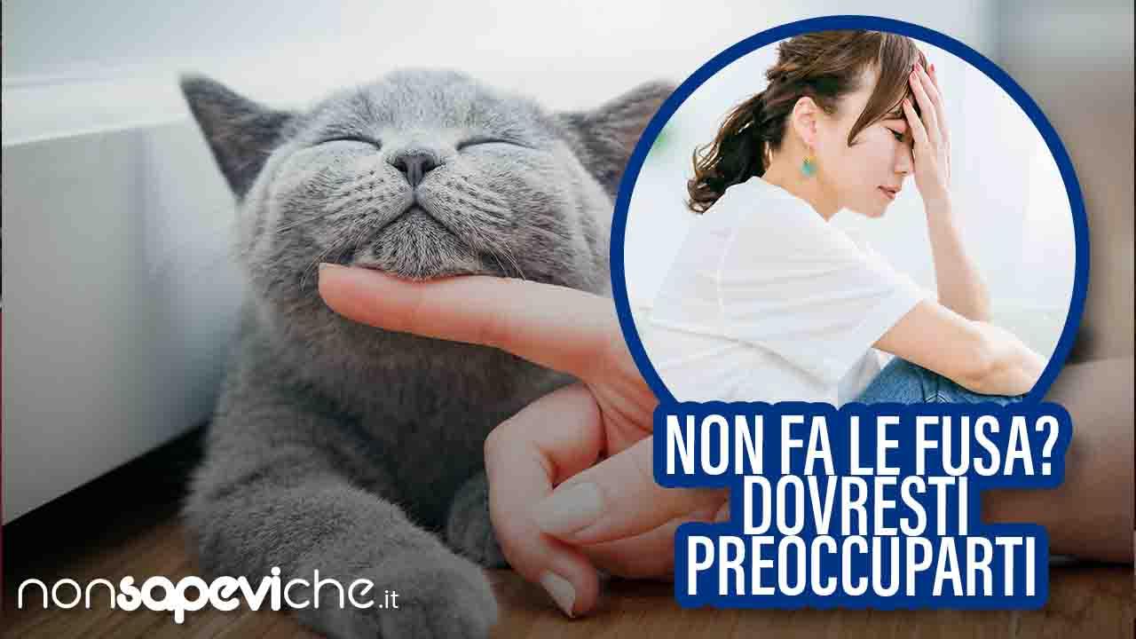 Perché i gatti non fanno le fusa - NonSapeviChe