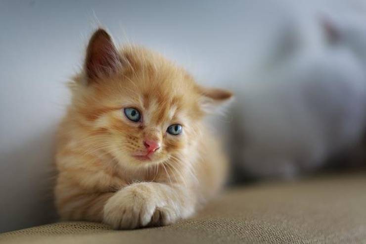 Il tuo gatto ti segue in bagno, ecco il motivo che non ti aspetti