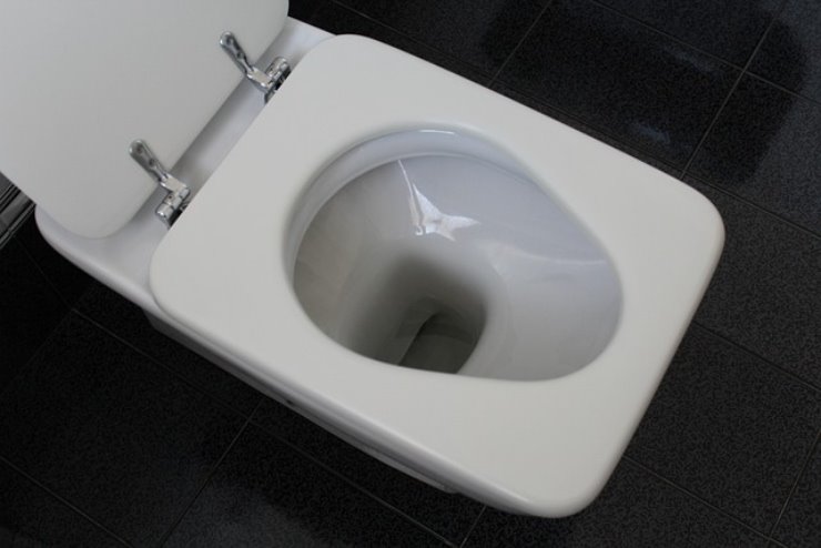 le loro uova sono quasi sicuramente nello scarico della tazza da bagno. Questi insetti infatti depongono in luoghi umidi e con acqua che presenta particolari componenti, tra cui anche i nostri scarti.