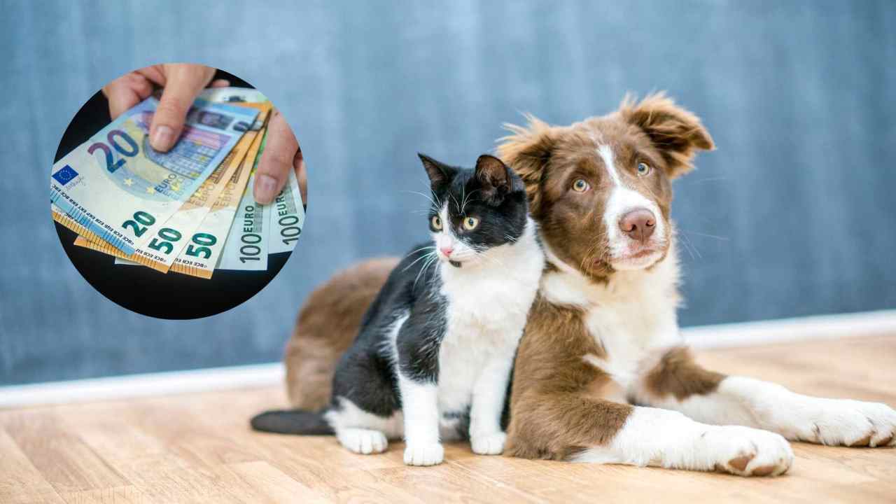 Bonus fino a 450 euro se possiedi un animale in casa, previsto nel nuovo emendamento