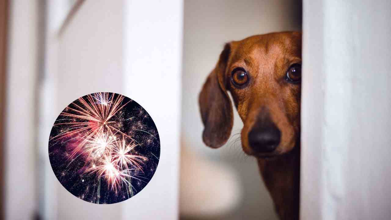 Capodanno con i botti come proteggere gli animali