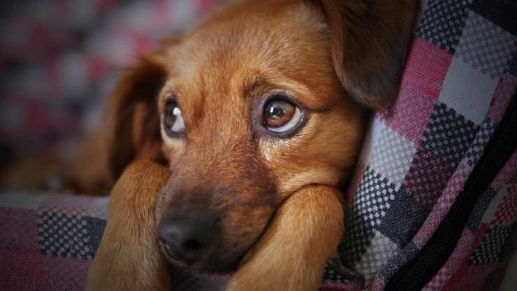 Capodanno con i botti come proteggere gli animali